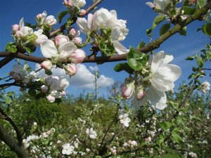 arbres en fleurs